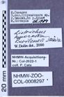 Etikette zu Liotrichus (Liotrichus) hypocrita kurilensis (Miwa,1928) (NHMW-ZOO-COL-0008297)